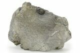 Enrolled Fossil Ptyocephalus Trilobite - Fillmore Formation, Utah #286561-1